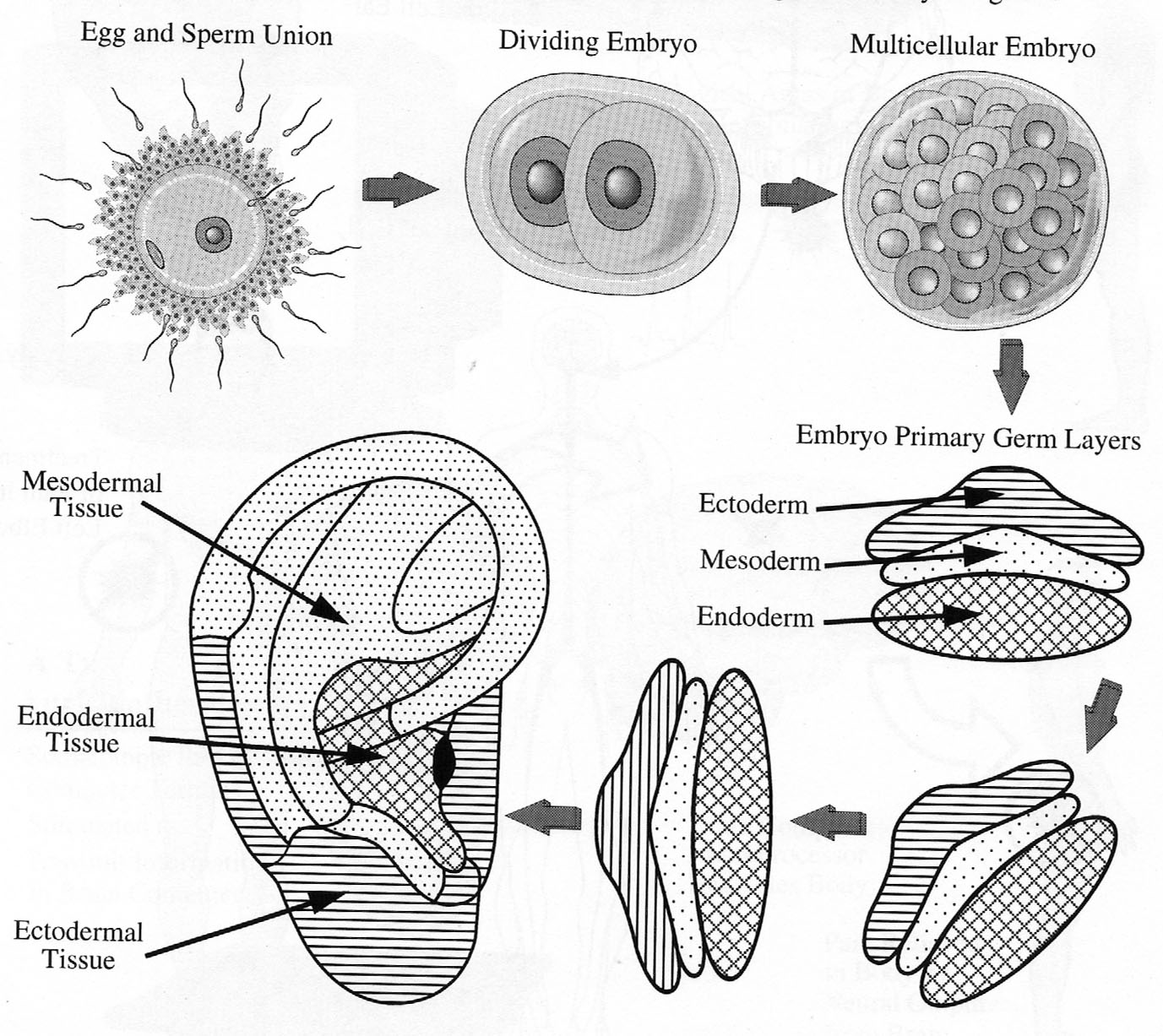 オリキュロ胚の画像