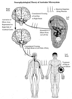 オリキュロ伝達の画像